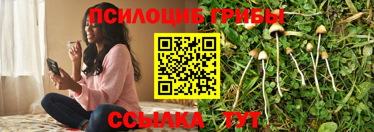 Осинники  Галлюциногенные грибы Psilocybe  Вход с VPN 
